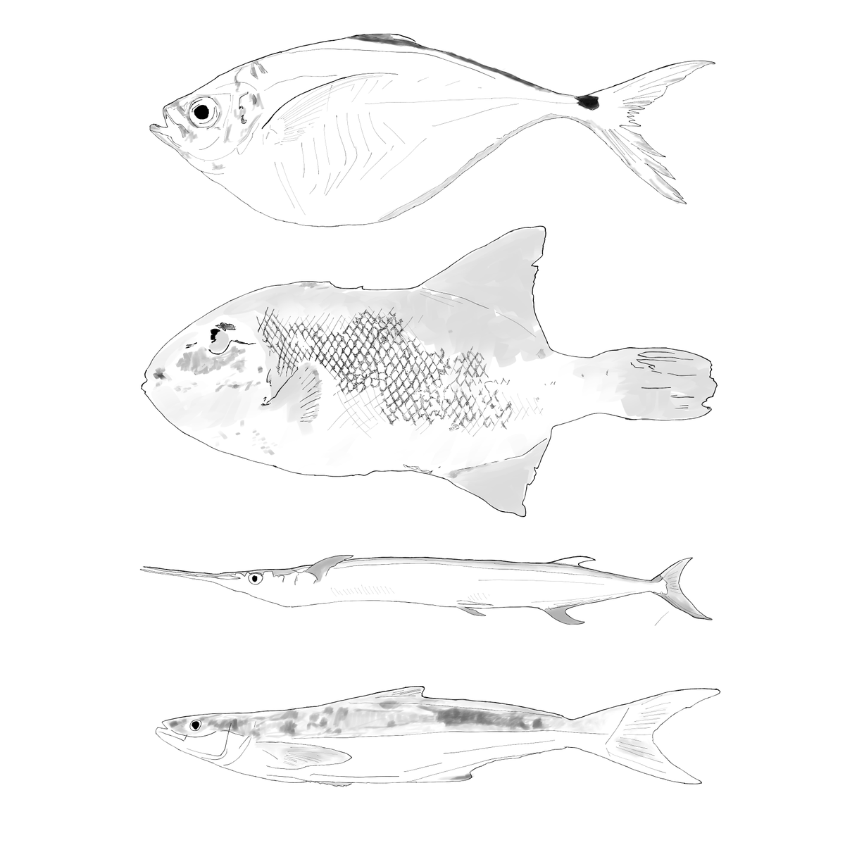 hamiltonbelind2's tweet photo. Fish of Liberia. A vampire squid will be given to anyone who can identify 3+.#FishbowlWives https://t.co/BAwYFaaqDG