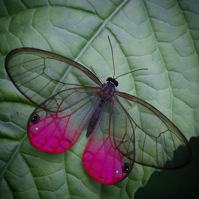 northstardoll's tweet photo. blushing phantom butterfly https://t.co/CWkftLmoq0