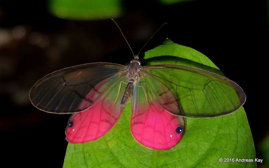 northstardoll's tweet photo. blushing phantom butterfly https://t.co/CWkftLmoq0