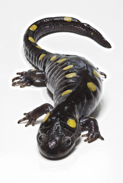 PSAAlgae's tweet photo. Did you know that yellow-spotted salamander embryos have symbiotic algae living inside them? This is the only known example of  algae endosymbiosis that involves a vertebrate species.
#PhycologyFriday https://t.co/TskgwdUwcU