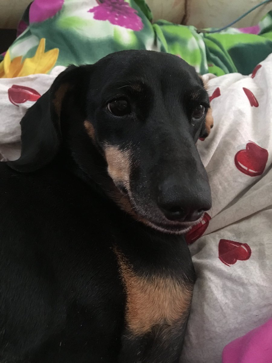 Корочка, спасибо, что была с нами весь свой путь💔 люблю