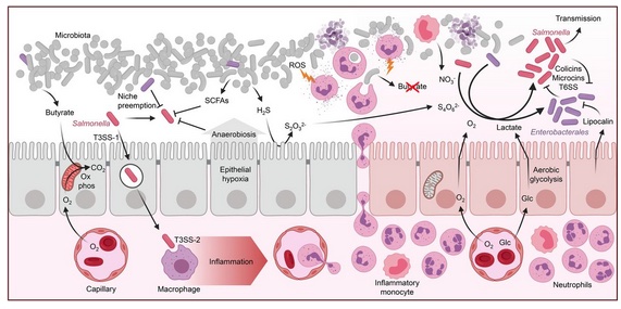 CorrieDetweiler's tweet photo. Salmonella versus the Microbiome: habitat filters are defined and how they determine the range of successful traits within the microbial community is explained: https://t.co/Xxqjunhe4g @ASMicrobiology #MMBRJournal @abaumler @TsolisRenee https://t.co/GrKnd0Vcyd