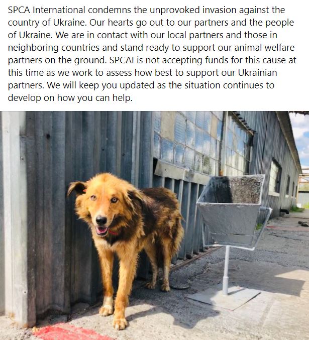 SPCA International tweet media