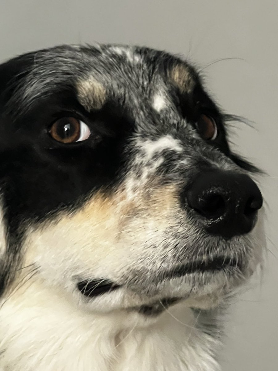 thegoodmutt tweet media