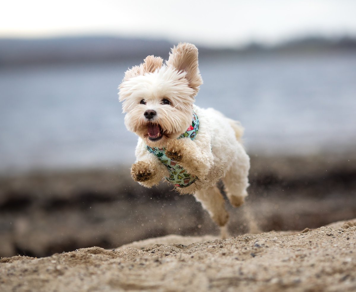 Hello Twitter 👋👀 #dogsoftwitter #dogsofinstagram