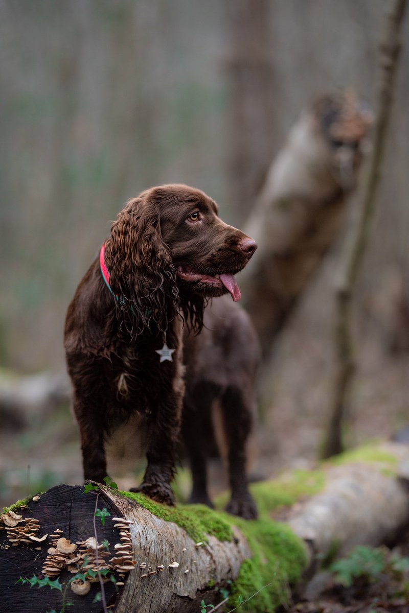 The quality is unreal on Twitter compared to Instagram?! 🤯 #dogphotography #photography #dogonalog #dogsoftwitter #dogs