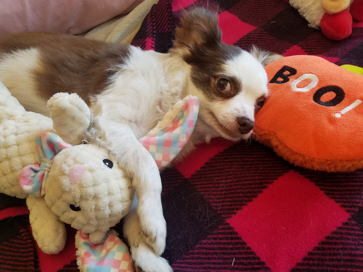 Hi pals. 
Feelin kinda down so jus layin on my Boo pillow &amp; snugglin wif Bunny Stuffie. 
I waz hoping to reach 10,000 fwends but I fink I stuck wif less than 100 to go. 
I wanted to sooprise my Mama! She workz so hard makin da Bandanas &amp; keepin a roof ova our heads...
Wuvs.❤️🐶