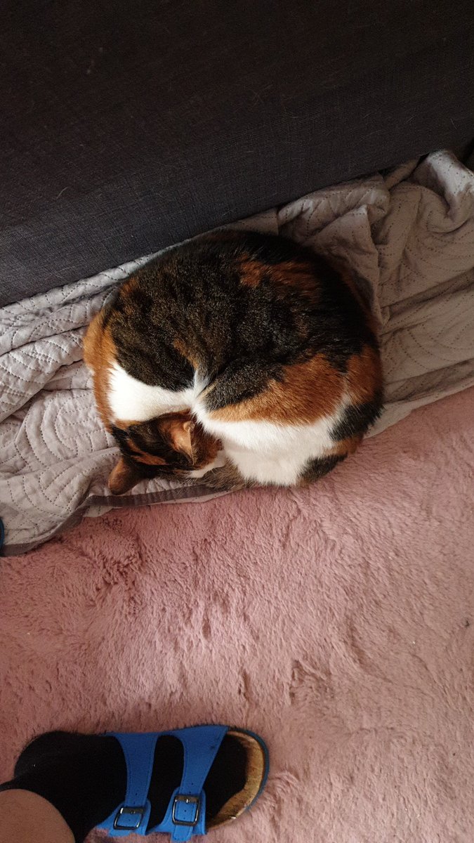 pandaer1k's tweet photo. @seananmcguire Did not find cat, only a circle. https://t.co/weOMsB4Gae