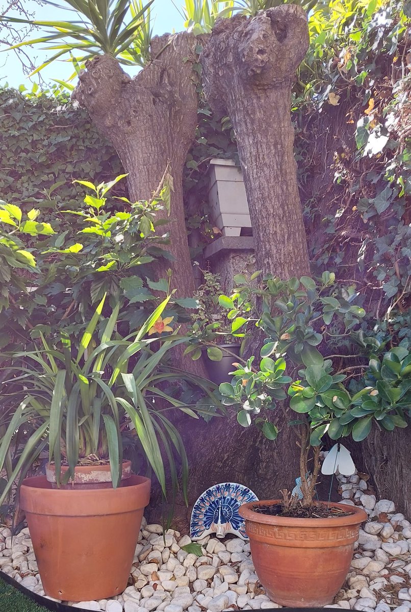 CalvoBeatriz's tweet photo. La primavera y en casa.
#misrincones https://t.co/bHXVi3RZMC