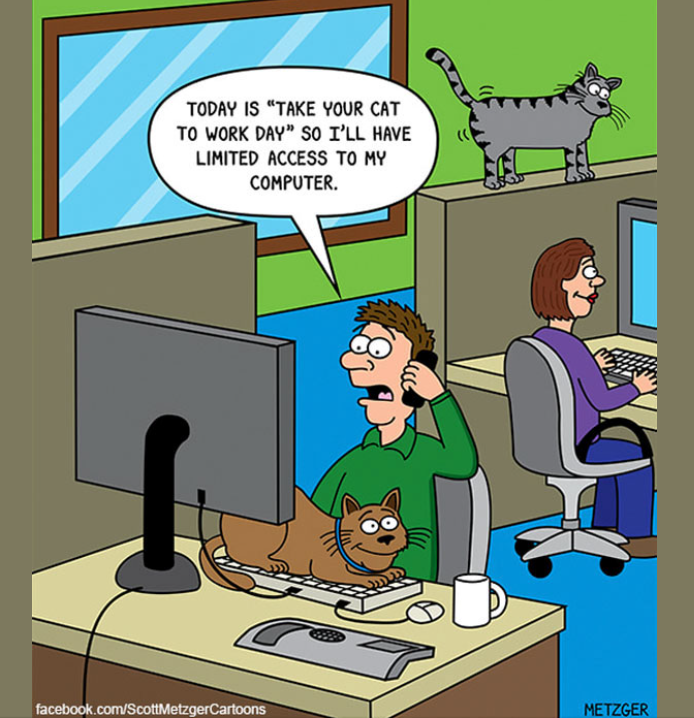 robinkoretsky's tweet photo. #cats #workingpets #CatsOfTwitter #CaturdayEve
   @priyamaine @caturday2020 https://t.co/8KDCtK3Skd
