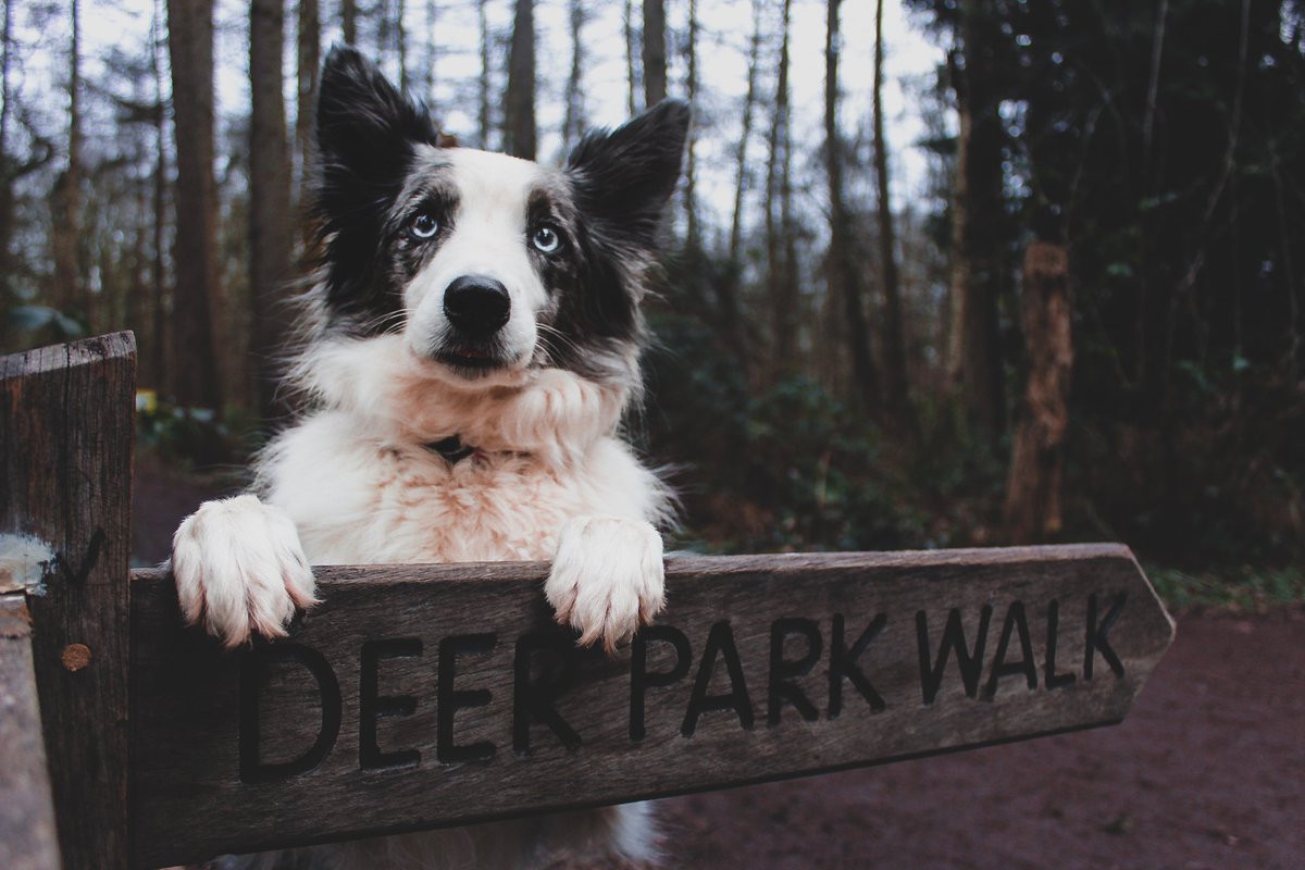 Hello Twitter 👋🐦 thanks to <a href="/theramblingpaws/">theramblingpaws</a> we joined the club #twitterdogcommunity #dogsoftwitter