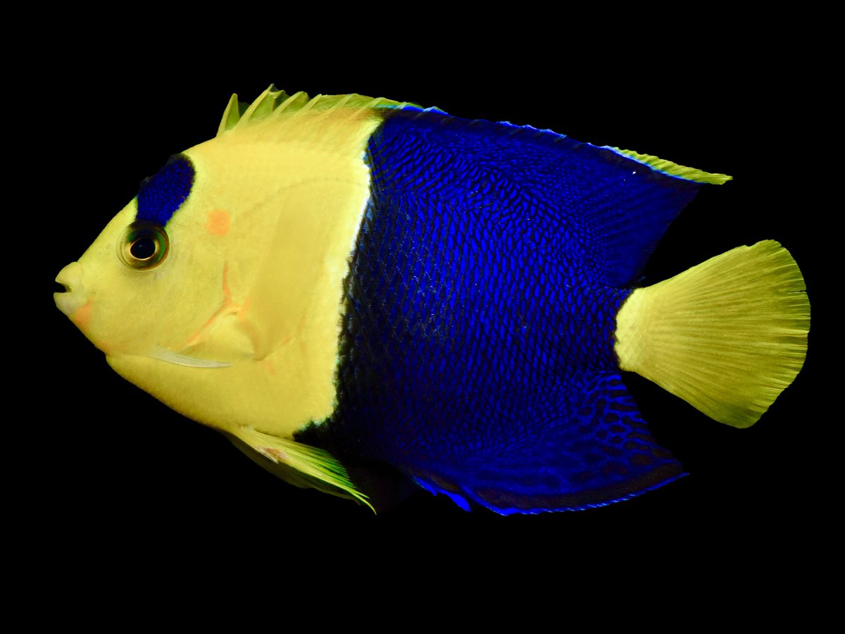 KaiTheFishGuy tweet media