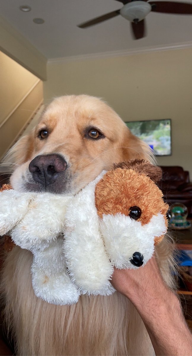 TheKnoids's tweet photo. This woofer is giving us the puppy eyes begging for another sneak peek! 🥺🥺

Do you agree? Give this dog a 🦴 below for being a good boy!! https://t.co/wtvdb2I9y1
