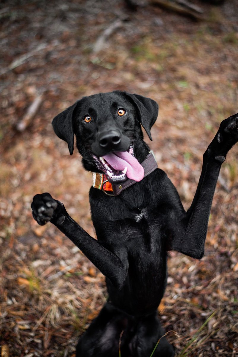 well here we are, let’s give this a go! hello twitter 👋🏼 #twitterdogcommunity #dogsoftwitter