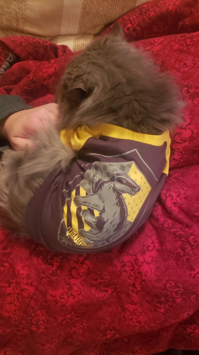 KGullic's tweet photo. Sleepy #HufflePuff 

#PrincessSophieMarie #MarveCatSophie #BluePersian #Persian #CatsRule #NapsRule https://t.co/xcawFjxpgx