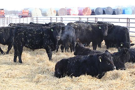 jasondanard's tweet image. Riverside Farms - 700# Steers - 68 Head (Oxbow, SK) - Team Auction Sales teamauctionsales.com/Riverside-Farm… 
@cdnangus @CdnSimmental @VBPCanada @SASKVBP @RightCrossRanch 
Selling on TEAM February 25th! Sign in @ teamauctionsales.com to preview and participate!