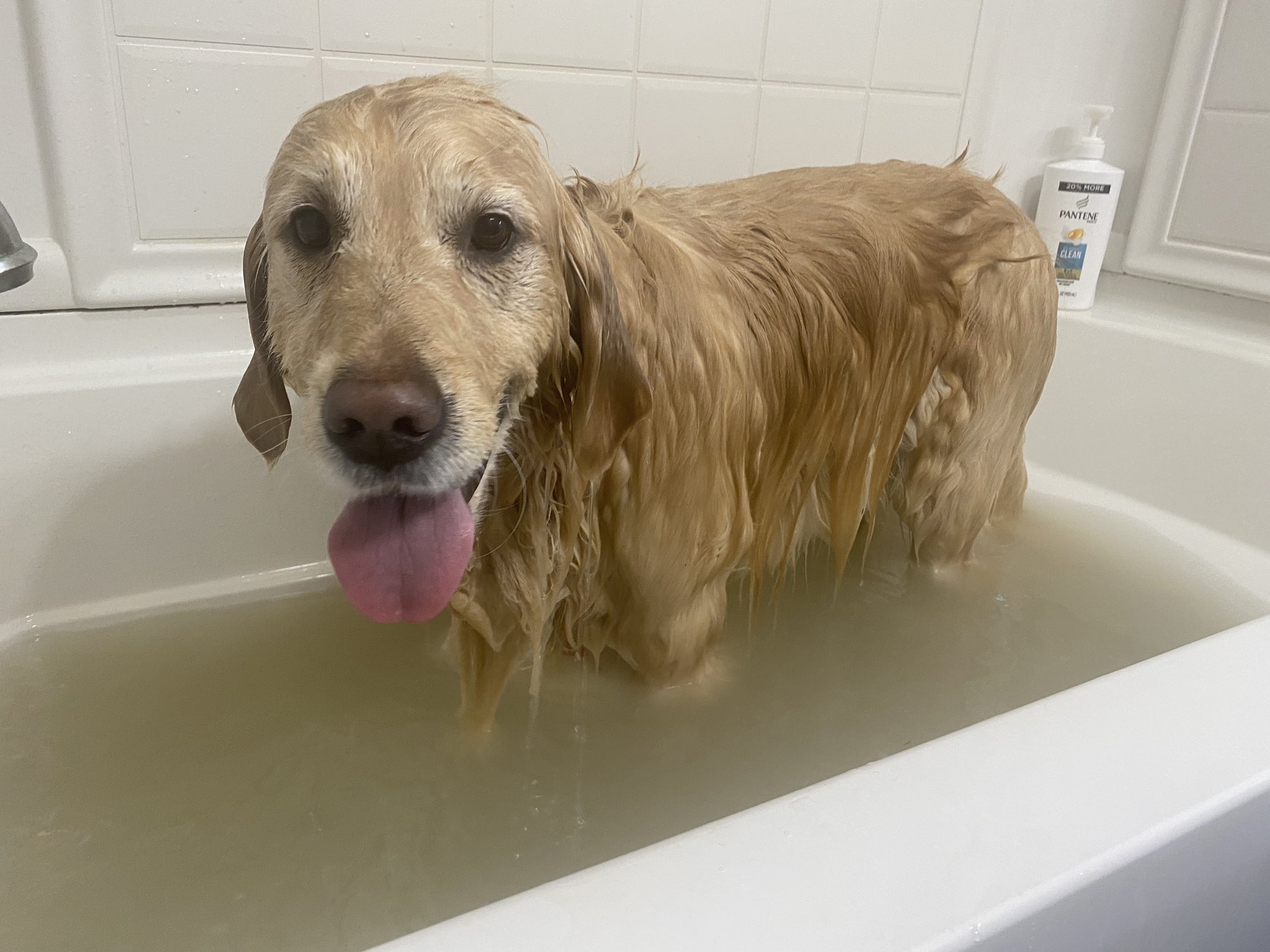 Why Do Dogs Roll After A Bath