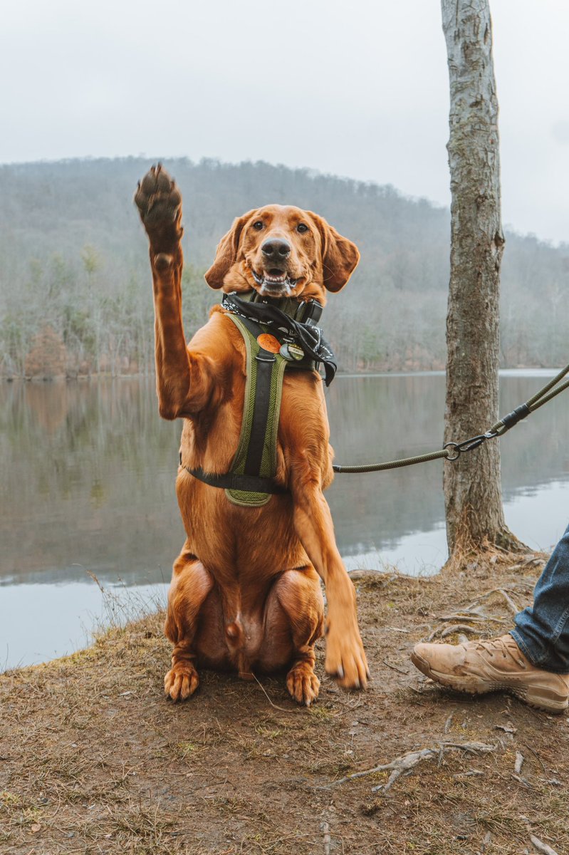 Lots of dog accounts moving from Insta to Twitter 👀 welcome furiends #DogTwitter #dogsoftwitter