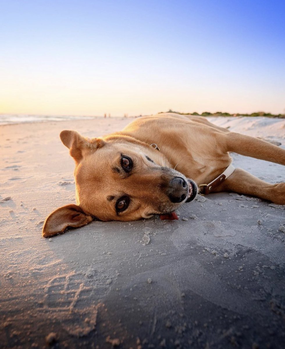 Actual representation of dogs of instagram trying to figure out twitter 😅 what’s a retweet