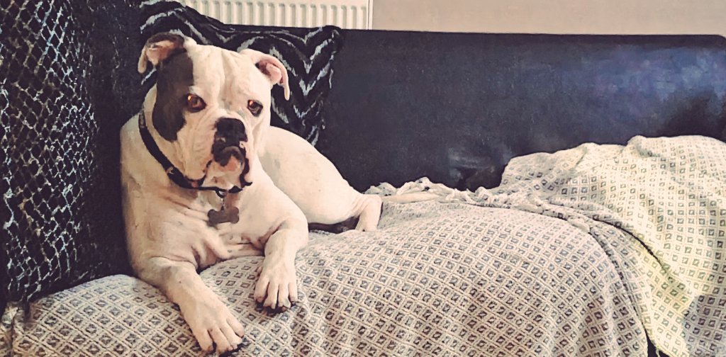 j3ssdevs's tweet image. Doom scrolling twitter has never felt more doomed. 
I have no great words, but I do have a cute pet to share :)