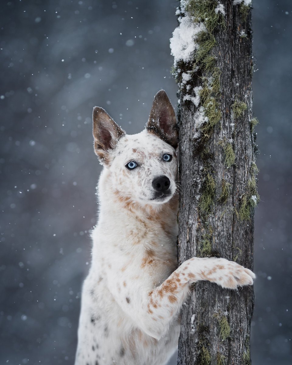 Hiiiiiii ❤️ 
#dogsoftwitter #dogsofinstagram