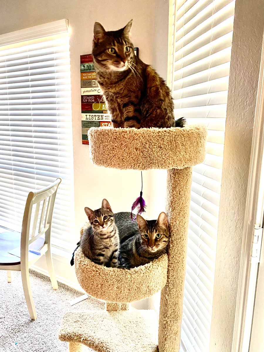 Victoria_Panda's tweet photo. These are our boys, Fred (top) Bob (bottom left) and Steve (bottom right). @Mythical #gmm #readypetgo https://t.co/vAvKsE40Zu