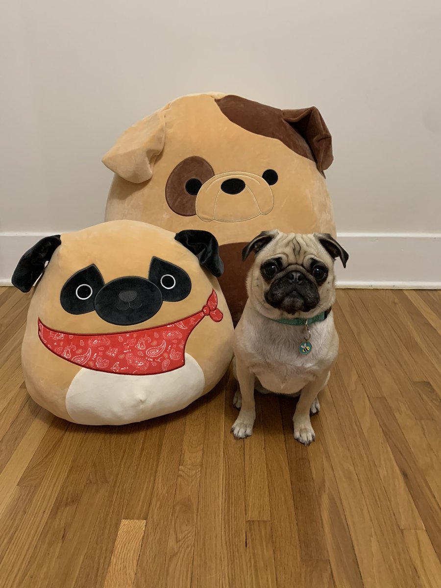 Lt. Petunia Mae Parker 🐷🐑 tweet media