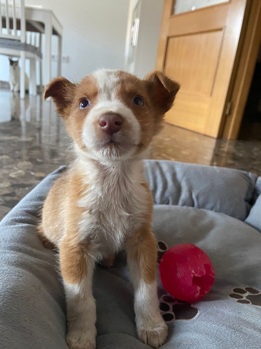 Ribercan's tweet photo. ⚠️Último rescate⚠️
Esta mañana hemos rescatado a Jerry, el pequeñín que veis en las fotos. Tras unas cuantas horas, nos ha llegado el aviso de que había más cachorritos. Hemos rescatado a todos los hermanitos de Jerry. Os los iremos presentando!
Nos ayudas? https://t.co/D30DsTivnl