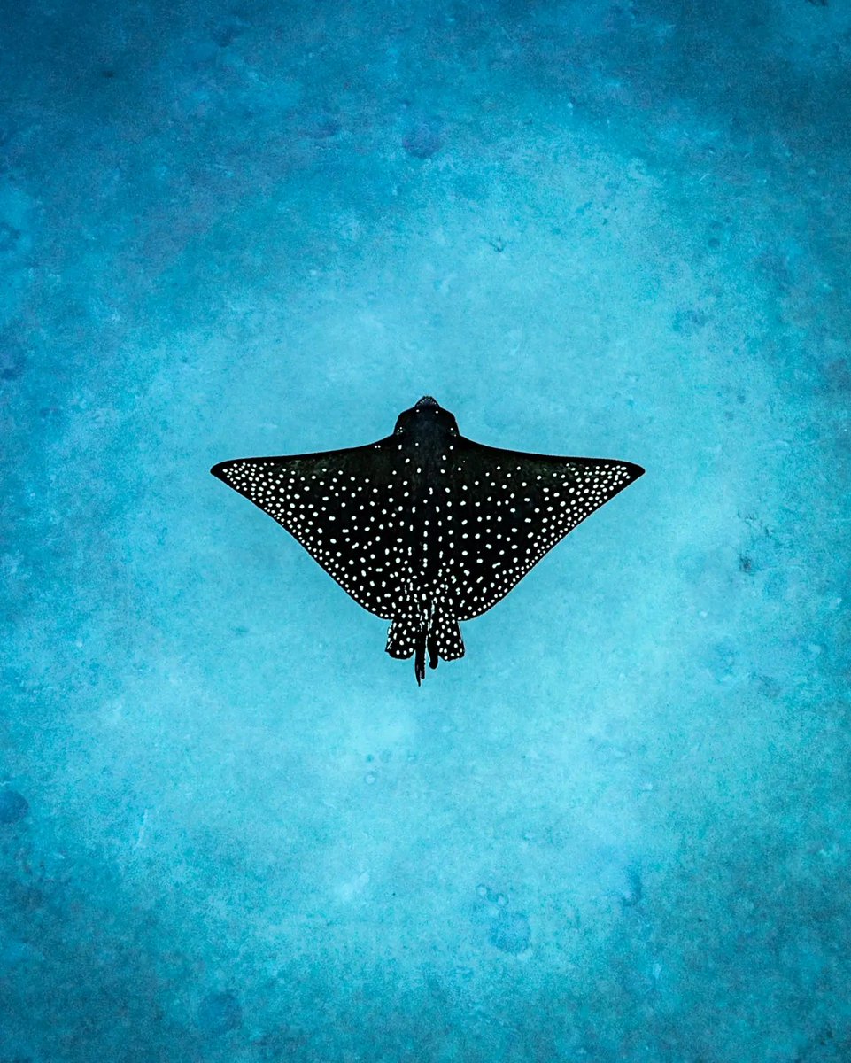 A juvenile spotted eagle ray gliding over the sand in Florida 💙 📷: IG user '<a href="/liam_maclean/">Liam Maclean</a>'