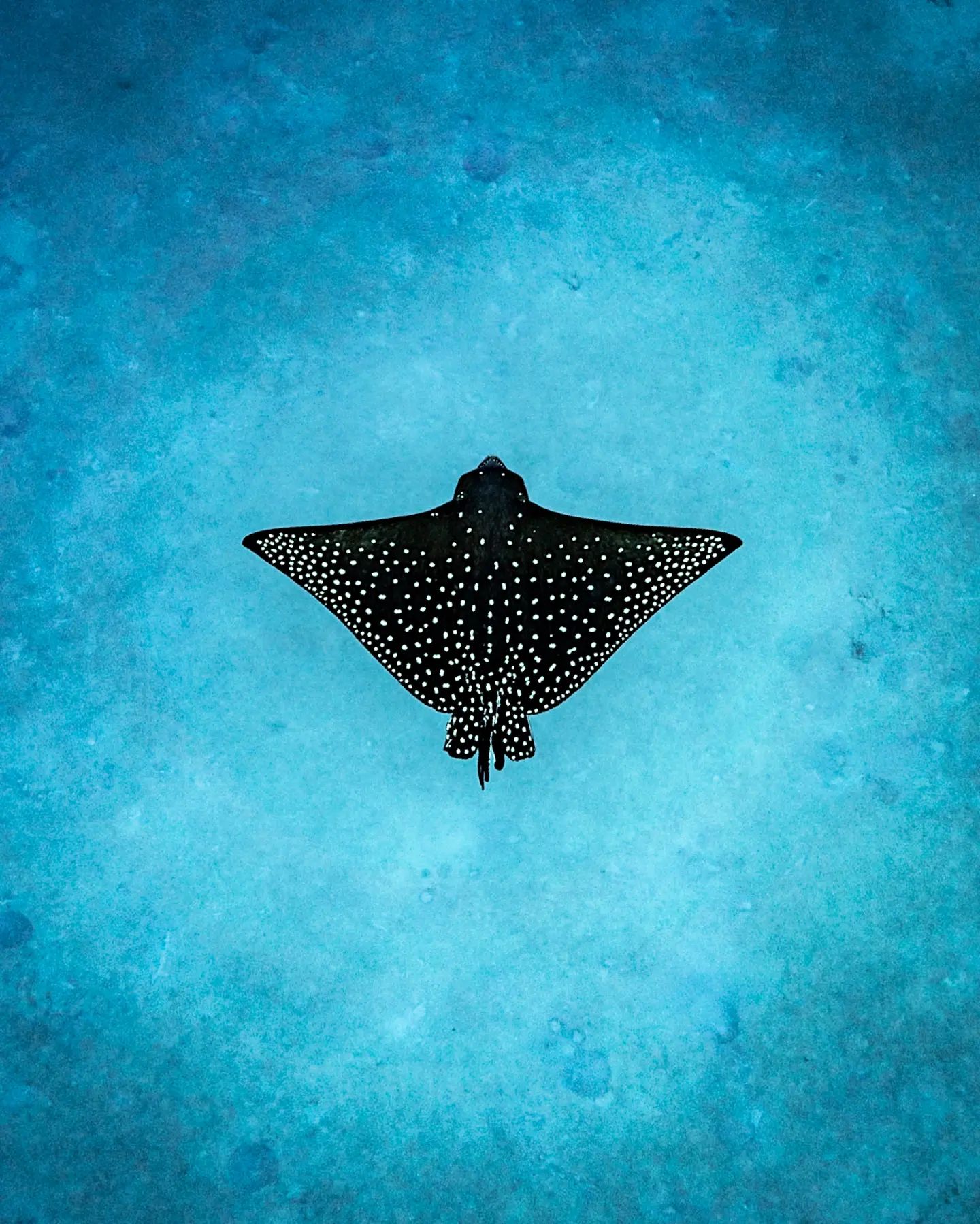 Twitter 上的padi A Juvenile Spotted Eagle Ray Gliding Over The Sand In Florida Ig User Liam Maclean T Co M8zatwz4tu Twitter