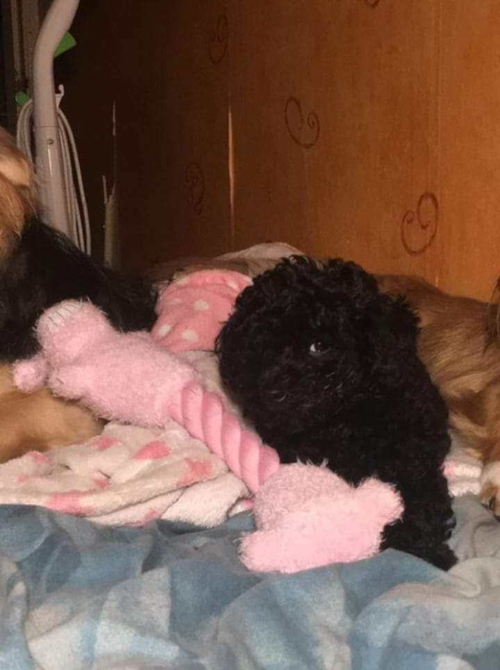 Marvels.Mutts tweet media