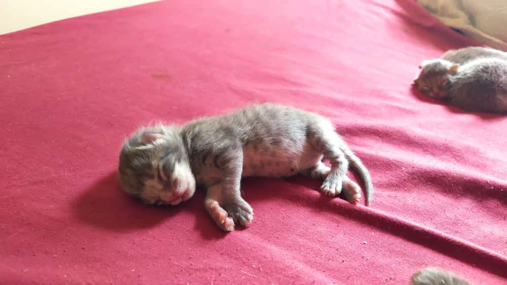 UPDATE❤️ 
Se viene camada MADA😼 nombrada así por Madagascar, son 5 bebés y una hermosa mamá que pronto estarán buscando un hogar🏠  SIGAN NUESTRA PÁGINA DE INSTAGRAM PARA ENTERARSE SOBRE LAS ADOPCIONES DE ESTOS HERMOSOS BEBÉS EN UNAS SEMANITAS MÁS🐾 @dejandohuellas_cba