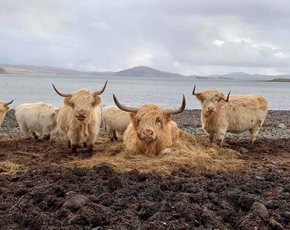 Desperate measures…
This field is ideal for #corncrakecover but it needs grazed. Using a mineral lick to entice the #highlandcattle in - last resort is #farmmachinery…
Come on guys you’ve got one job #conservationgrazing and your sunning yourselves on the beach 🏖 
#Nffnuk