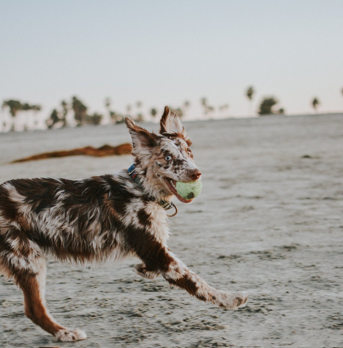 Running to #twitterdogcommunity like