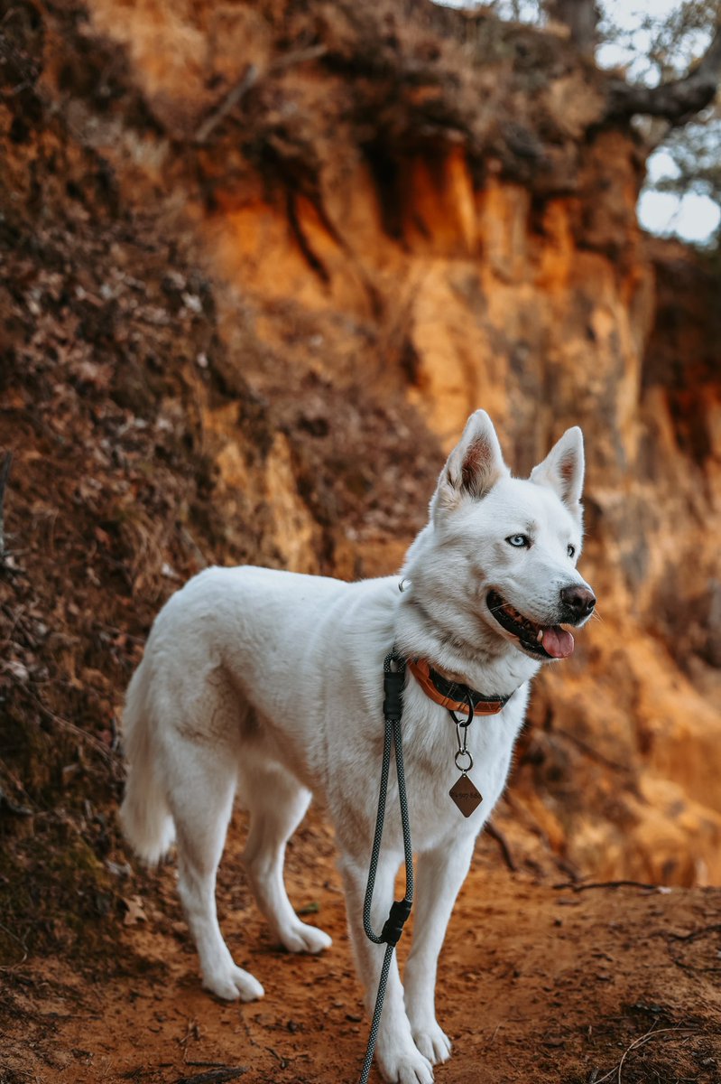 Where are the twitter huskies at?! This is Palomo. 🥰 #twitterdogcommunity #huskies #dogsoftwitter #dogphotography