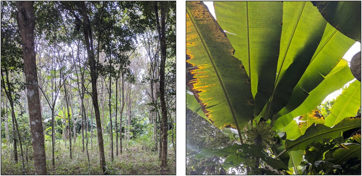 I'm so proud to share research I've worked on for over a decade (since undergrad!): "Natural and Financial Impacts of payment for #forest #carbon offset: A 14 year long study in an #indigenous community in Panama". Check it out! <a href="/LandusePolicy/">Land&nature</a> authors.elsevier.com/a/1eeX0yDvMLyrg