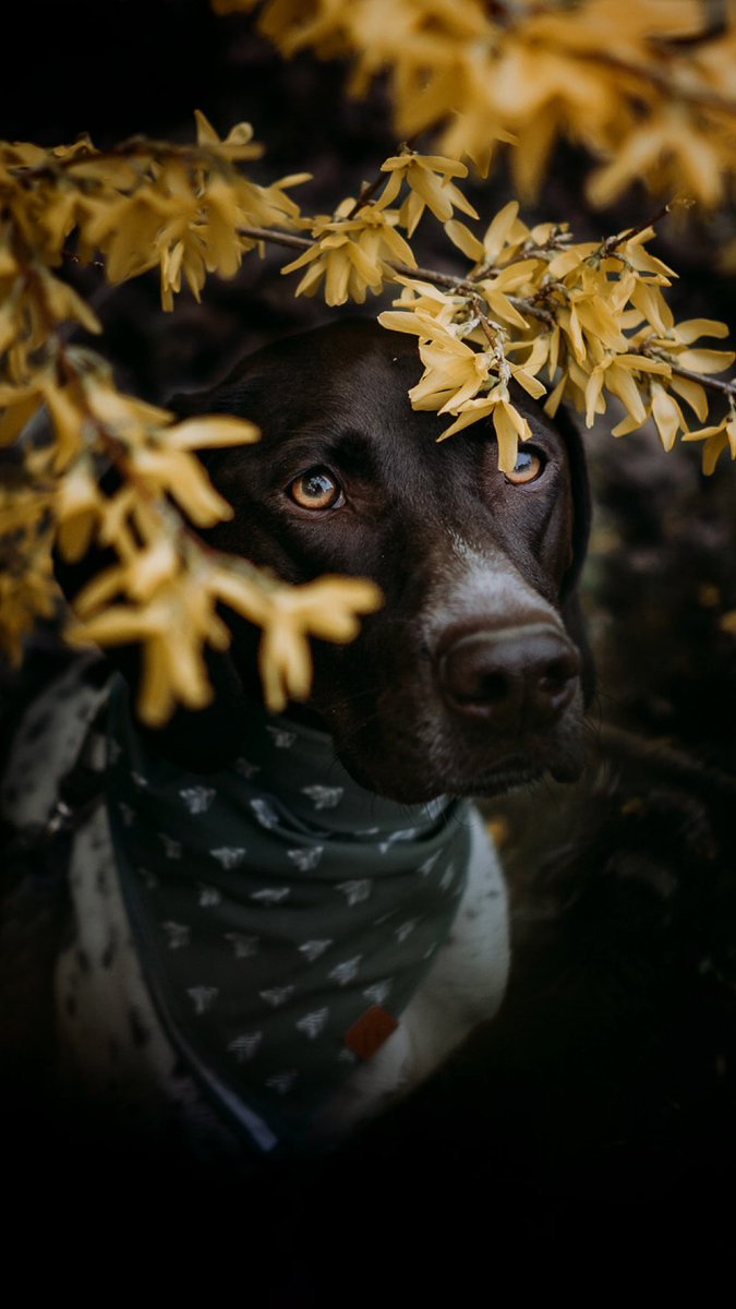 Hey twitter 👋🏼 thanks for not cropping my photos #gsp #dogsoftwitter #gooddog