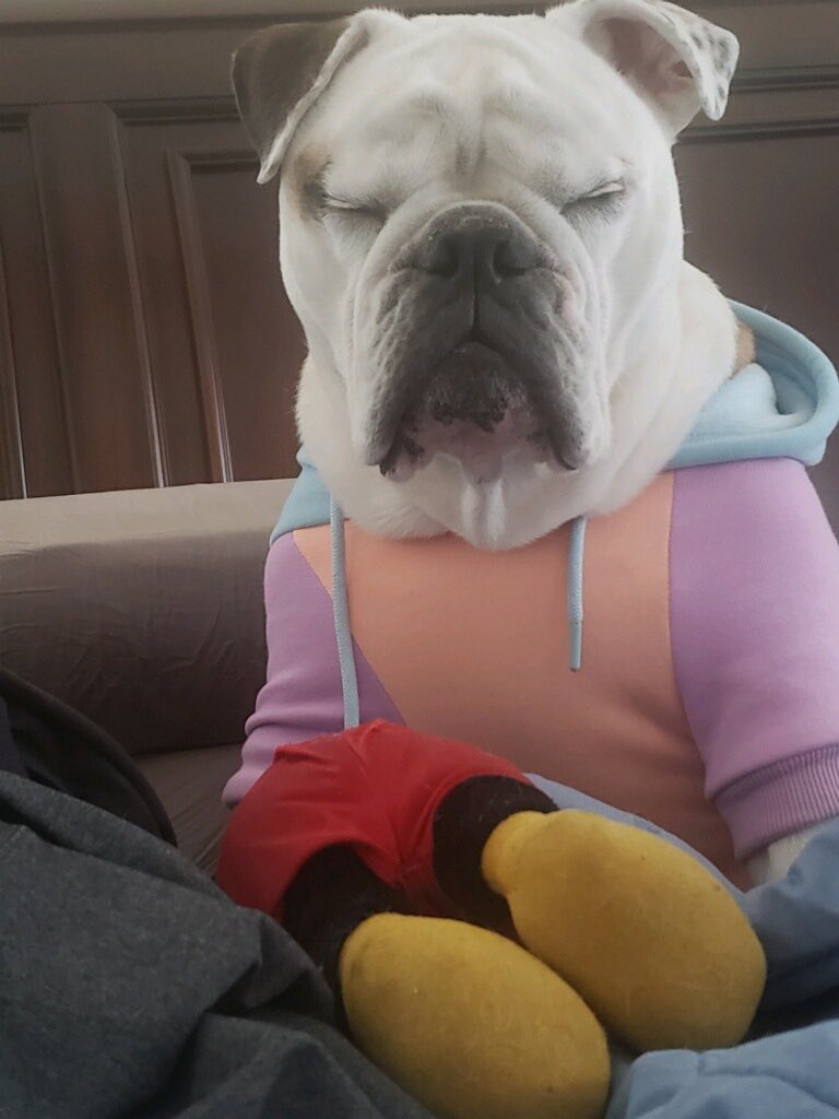 MiaYim's tweet photo. Dapper.
#EnglishBulldog #PrinceStannis https://t.co/tK3ON74z1X