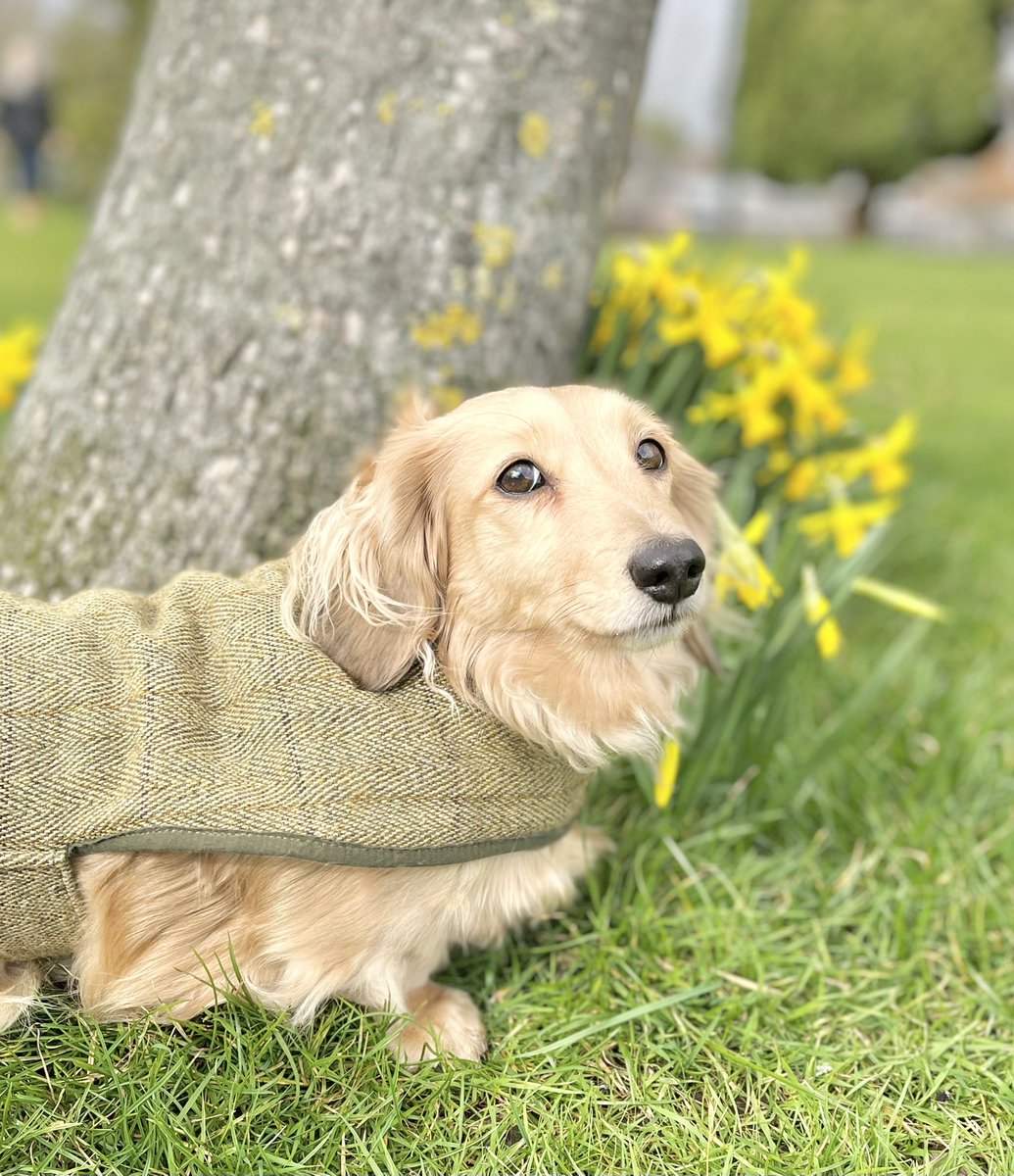 HuxandRosa's tweet image. Spring is teasing us .. lovely daffs but it’s 🥶- we even had a hail storm! Lucky to be wrapped up in my @country_and_twee coat …. I’ve even been wearing it at home as my back/leg’s been sore - first proper walk for days. #whereisspring #daffodils #warmcoat #bitchilly #cutedog