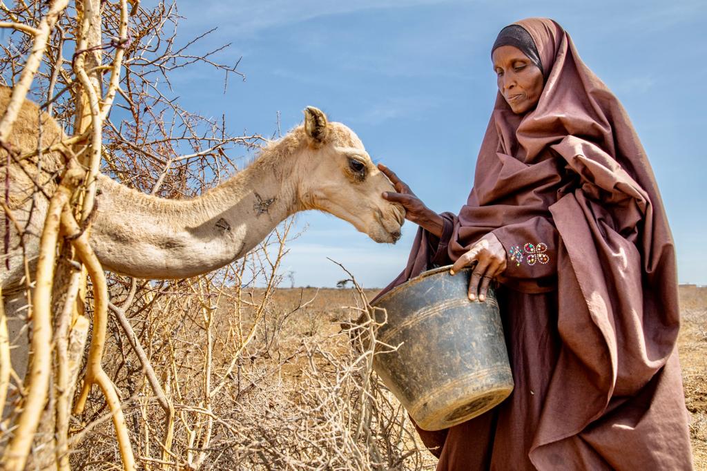 Harrowing stories of #DroughtinSomalia. In #Baidoa, I met a woman who was feeding black tea to her emaciated &amp; frail camel. "I give it the same tea I give my children. We share the little we have. This camel is all I have. It's my life, &amp; I need to keep it alive! 📷<a href="/ezramillstein/">Ezra Millstein</a>