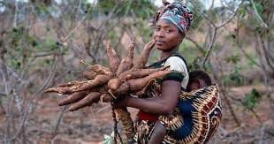 AgricInc's tweet photo. Cassava production has huge potential for it profitability! It can also contribute to food security as more than half of it production is for home consumption @IFAD https://t.co/TUckGTotuL