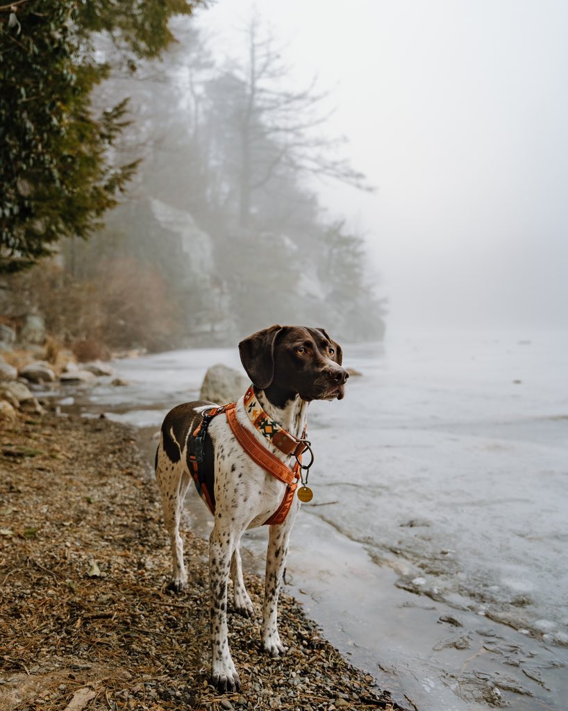 I hear the #twitterdogcommunity is the place to be! #iloveny