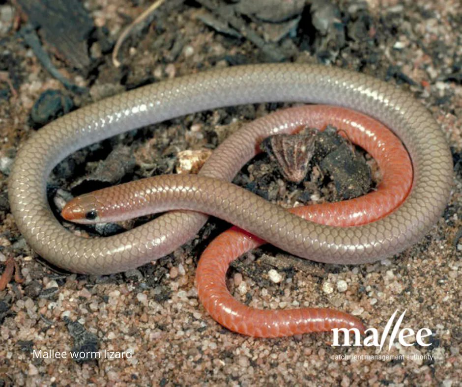 MalleeCMA's tweet photo. Is it a stick? Is it a snake? No, it’s a Mallee Worm-lizard! 🐍
Learn more about the important habitat of the Mallee Worm-lizard and how environmental water assists its population.
https://t.co/i7DusZc8HP
#mallee
#environmentalwater https://t.co/3a823rGl4T