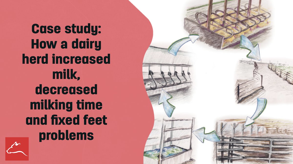 This dairy saw happier, healthier and more productive cows after these tweaks. ow.ly/h5rY50HUyPE