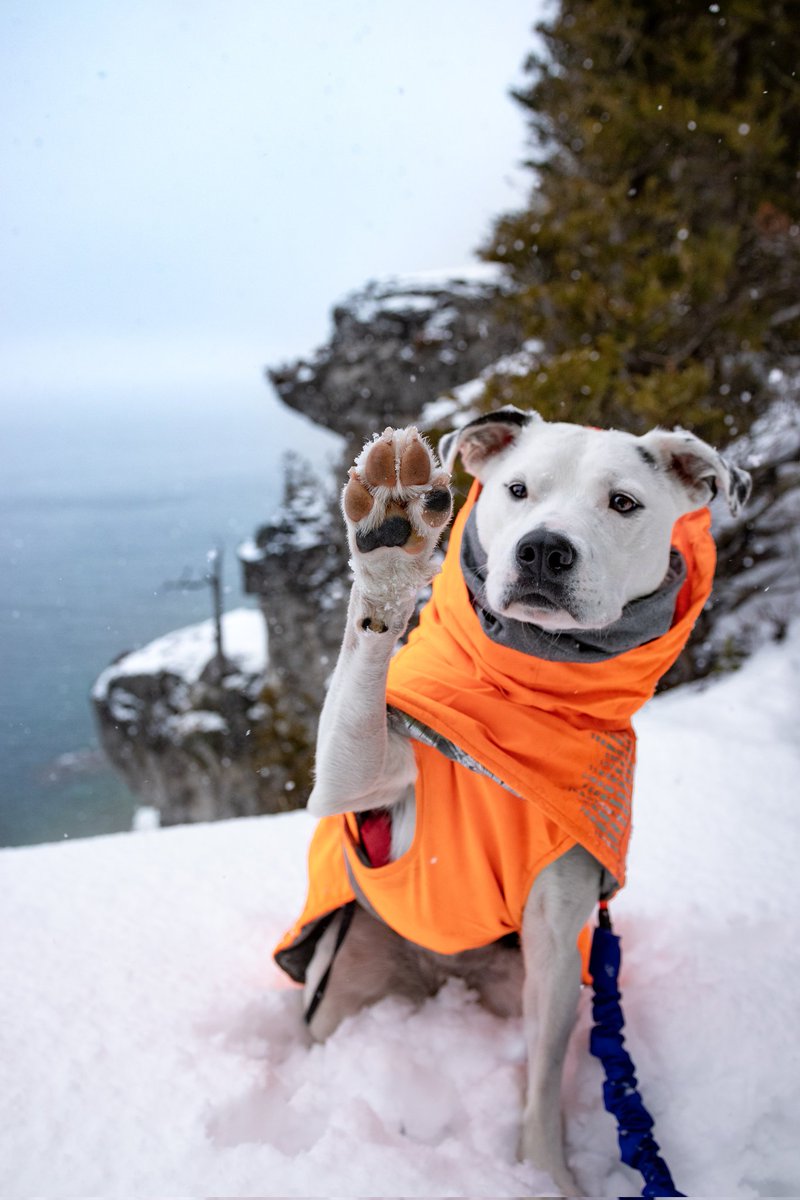 Wrigleyandlulu tweet media