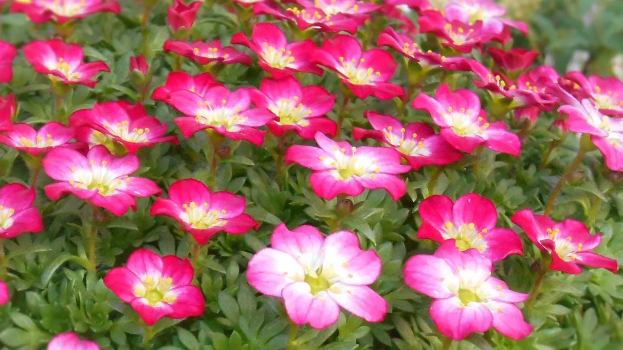 メリアルーム 土日祝いいねお休みです 今日の花 2月25日の誕生日花は 雲間草 くもまぐさ 花言葉は 愛らしい告白 です この日生まれの人は 仕事も遊びも目一杯こなし寝不足や疲労も苦にならない体力と意欲の持ち主 仲間内のリーダー各