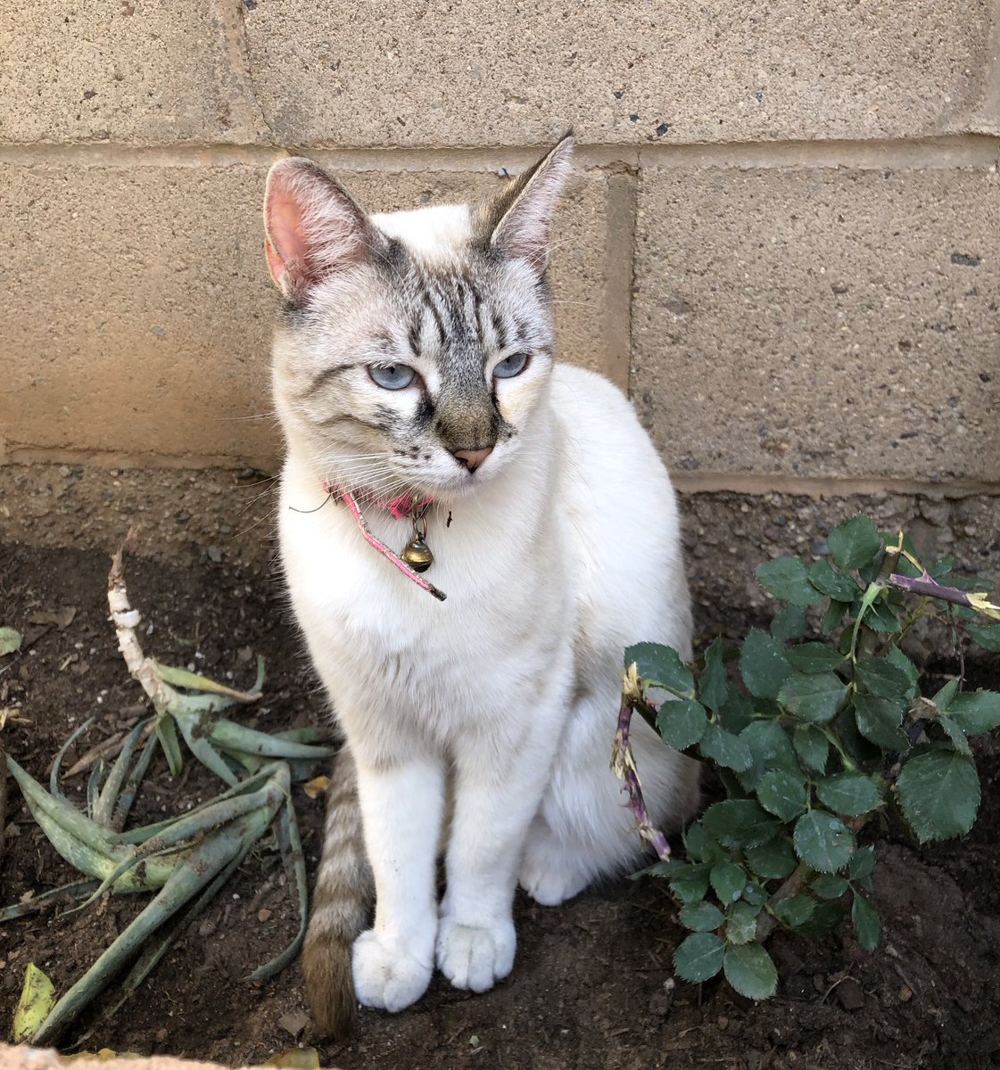 #Misiónimposible tener un jardín, pero ella tiene cara de inocente 😇🤦🏻‍♀️