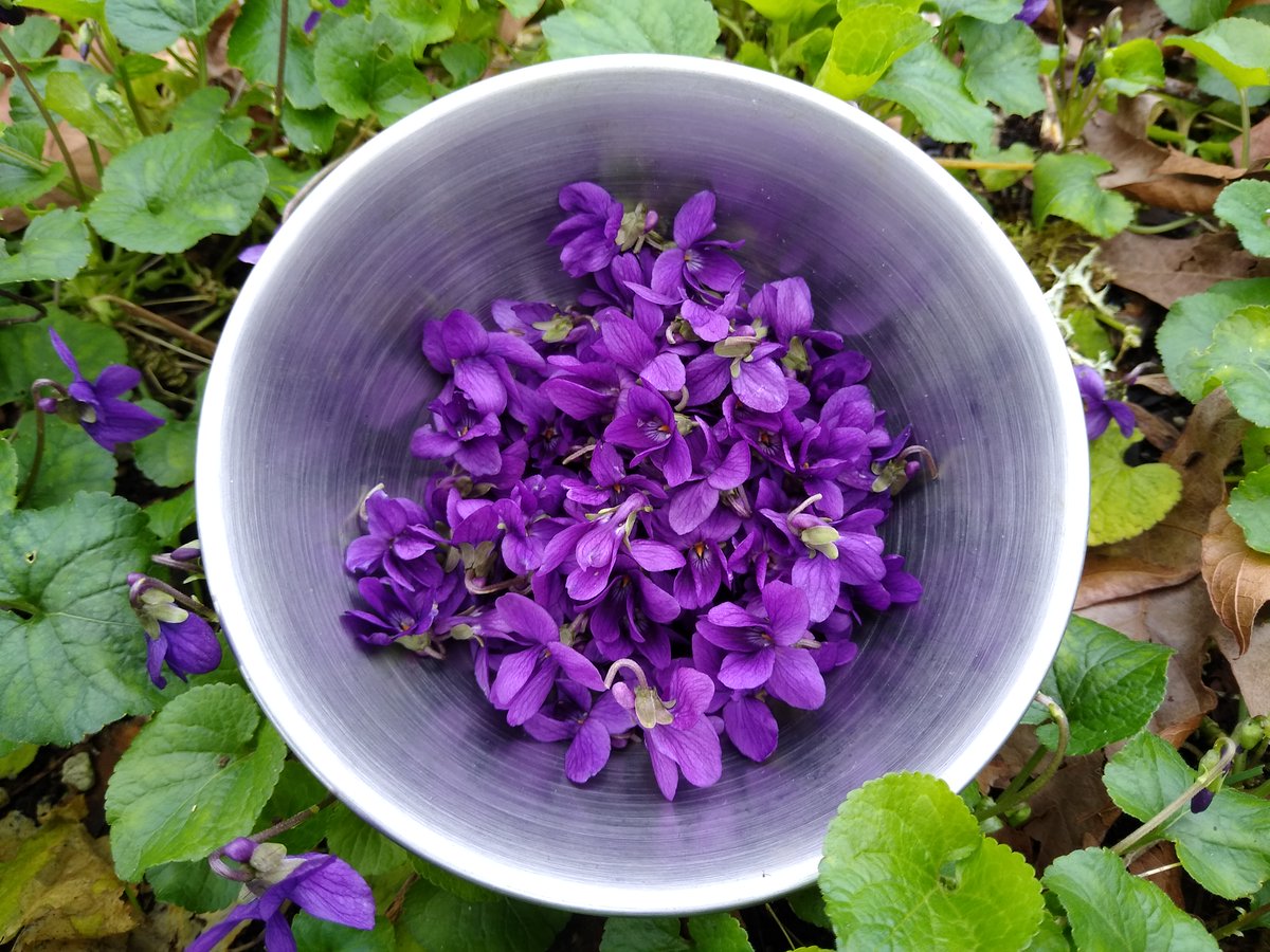 0BerryBeautiful's tweet photo. First Violet Blooms of the year https://t.co/Shv0AlX3Cw