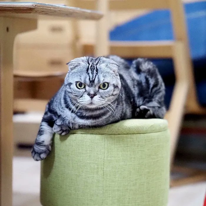 ぺっと吐き出す。飲んでくれたと思っても飲んだふり。そんな猫へ錠剤をあげるコツをつかんだお話【連載】渋ネコししまるさん #140|ねこのきもちWEB MAGAZINE https://t.co/GpXU4JaMc8