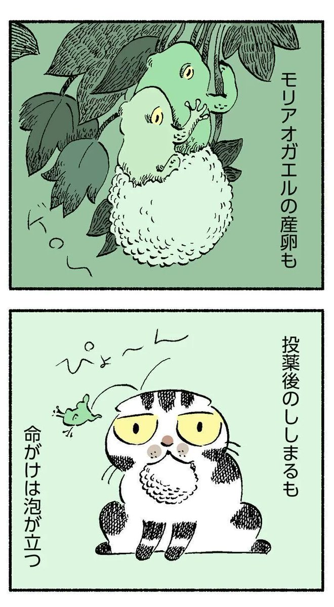 ぺっと吐き出す。飲んでくれたと思っても飲んだふり。そんな猫へ錠剤をあげるコツをつかんだお話【連載】渋ネコししまるさん #140|ねこのきもちWEB MAGAZINE https://t.co/GpXU4JaMc8